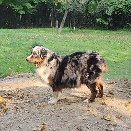 Gracie - Australian Shepherd