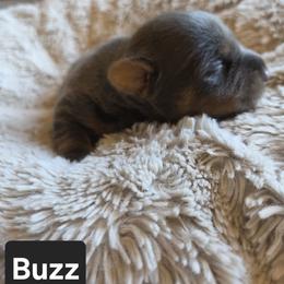 Buzz - Blue male American Hunt Terrier puppy in Cave City, Arkansas from Bayou Valley Shepherds and American Hunt Terriers