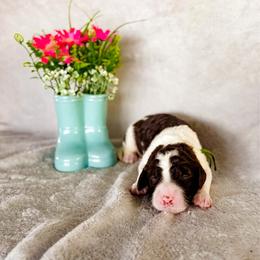 Clover - Chocolate male Labradoodle puppy in Elizabeth City, North Carolina from Howdy Doodles