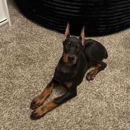 Doberman Pinscher puppies from Ludic Kennels