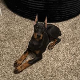 Doberman Pinscher puppies from Ludic Kennels