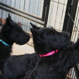 Poodle and Scottish Terrier Puppies from Conundrums Kennels