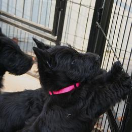 Poodle and Scottish Terrier Puppies from Conundrums Kennels