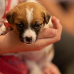 Golden Retriever and Jack Russell Terrier Puppies from Shelby Burleson's Golden Retrievers and Jack Russell Terriers