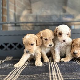 Cavapoochon Puppies from Doodles by design