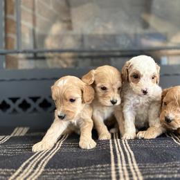Cavapoochon Puppies from Doodles by design