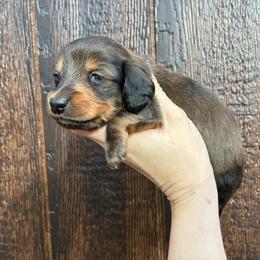Weasel - Wild boar male Dachshund puppy in Dobson, North Carolina from Oakleys Dachshund Haven