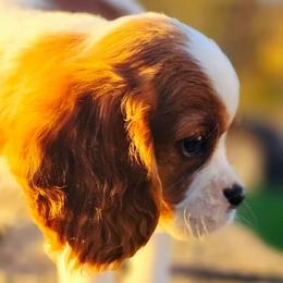 Block - Blenheim male Cavalier King Charles Spaniel puppy in Watsontown, Pennsylvania from Huntsman Cavaliers
