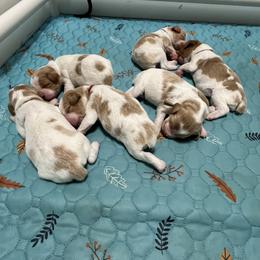 Girl 6 - Orange and white female Brittany puppy in Snohomish, Washington from Campbell's Brittanys