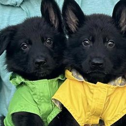 German Shepherds from Vom Wustefeuer German Shepherds