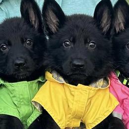 German Shepherds from Vom Wustefeuer German Shepherds