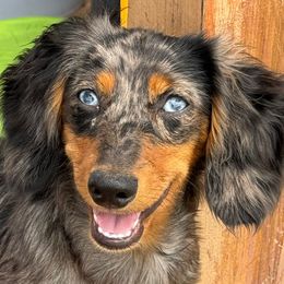 Nikki - Dachshund