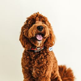 Jasper - Goldendoodle