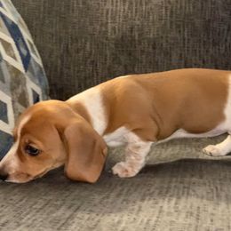 Dachshund Puppies from Wee Doggies Inc Just Dachshunds