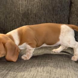 Dachshund Puppies from Wee Doggies Inc Just Dachshunds