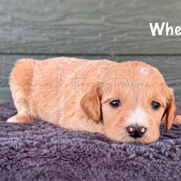 Wheat - Cream female Goldendoodle puppy in Lancaster, Minnesota from North Star Dog Training
