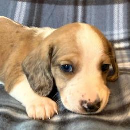 Jerry - Dapple male Dachshund puppy in Williamson, New York from Maisy & Meg