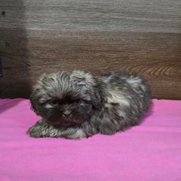 Trixy Girl 1 - Liver female Shih Tzu puppy in Meadows Of Dan, Virginia from Walt’s Shih Tzus