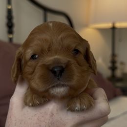 Cavalier King Charles Spaniel Puppies from Fern Valley Cavaliers