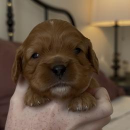 Cavalier King Charles Spaniel Puppies from Fern Valley Cavaliers