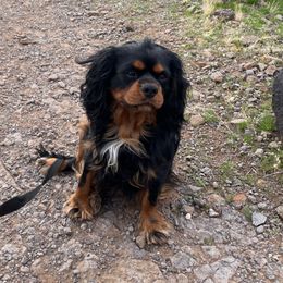 Elvis - Cavalier King Charles Spaniel