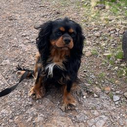 Elvis - Cavalier King Charles Spaniel