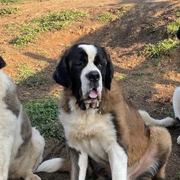 Saint Bernards from Saints In The Valley!