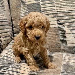 Ruby - Red  female Goldendoodle puppy in Bells, Texas from Partridge Doodles and Poodles