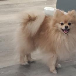 Milo - Pomeranian