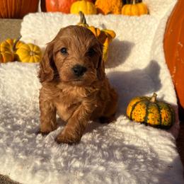 Milo- 7751 - Apricot male Goldendoodle puppy in Wever, Iowa from JK Royal Lines