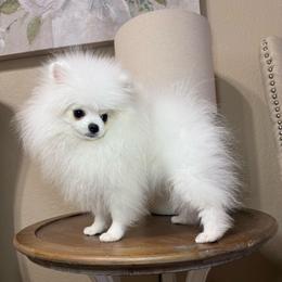 Kai - White male Pomeranian puppy in Phoenix, Arizona from Luxpomz