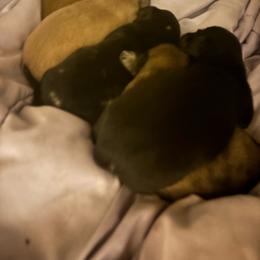 Dachshund puppies from MI Dachshunds