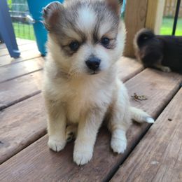 Pomsky Puppies from VooDoux Farms