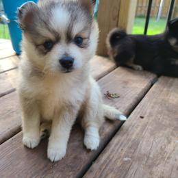 Pomsky Puppies from VooDoux Farms