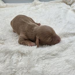 Mila - Chocolate and cream female Dachshund puppy in Dade City, Florida from Kingpindoxies