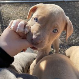 American Bully and American Pit Bull Terrier Puppies from Terminal Velocity Kennels LLC
