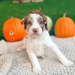 Lorelai - Chocolate female Goldendoodle puppy in Dallas County, Texas from Dream A Little Doodle