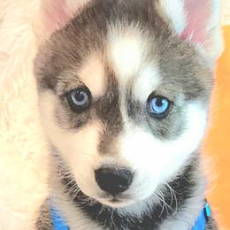 Pomsky Puppies from Way too cute Pomskies