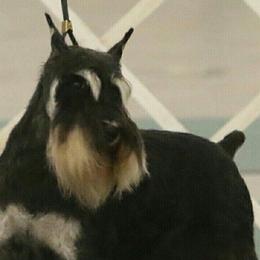 Miniature Schnauzers from Pegasus