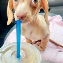 Dachshund Puppies from Ranchy Doxies