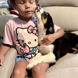Sunny - Black tri male Miniature Australian Shepherd puppy in Port Saint Lucie, Florida from Charlene Brannon's Mini Australian Shepherds