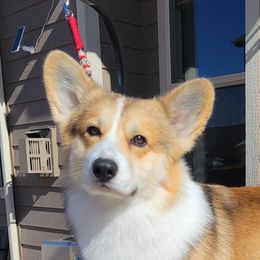 Walter  - Pembroke Welsh Corgi