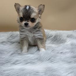 Velma - Black sabled silver female Chihuahua puppy in Lee Center, New York from Alfheim-Andromeda Chihuahua's (A &A's)