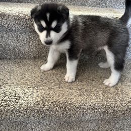 Siberian Husky Puppies from Hito's Huskies