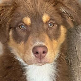 Jacie - Red tri-color Australian Shepherd puppy in Ramona, California from Blue Moon Aussies