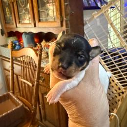Riley Pup 2 - White black and tan male Toy Fox Terrier puppy in Clermont, Florida from Debbie Hiles's Toy Fox Terriers