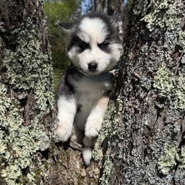 Rainy - Black and white female Pomsky puppy in Venus, Pennsylvania from Hemlock Pines Pomsky