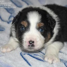 Rory - Black tri male Miniature Australian Shepherd puppy in Patterson, North Carolina from DreamLine Aussies