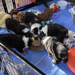 Miniature American Shepherd Puppies from All About Me Miniature American Shepherds