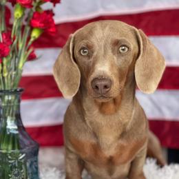 Ingrid - Dachshund